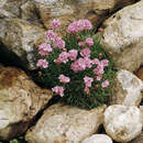 Armeria juniperifolia 'Bechwood' - Grasnelke