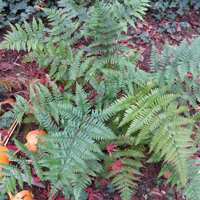 Rotschleierfarn - Dryopteris erythrosora - grn