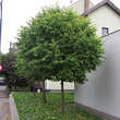 Tilia cordata 'Green Globe': Bild 1/1