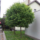 Tilia cordata 'Green Globe' - Kugel-Winterlinde