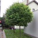 Tilia cordata 'Green Globe' - Kugel-Winterlinde