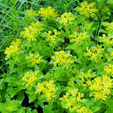 Sedum selskianum - Kamtschatka-Fetthenne