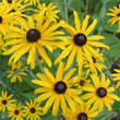 Rudbeckia fulgida deamii: Bild 1/4