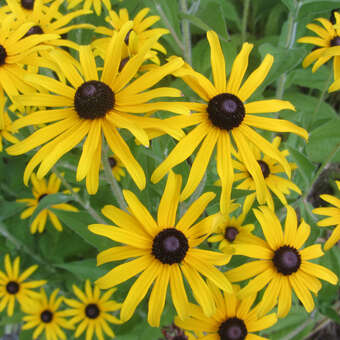 Rudbeckia fulgida deamii
