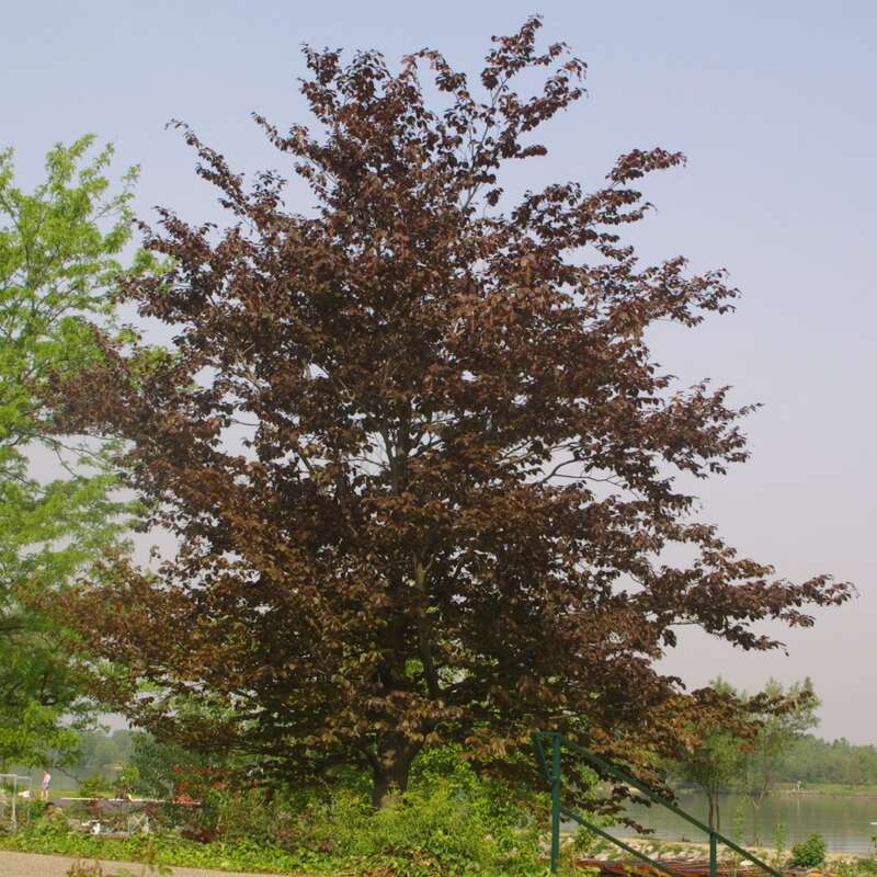 30+ Blutbuche Baum Kaufen, Wir liefern mit gut ausgebildetem team bis
