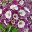 Primula auricula 'Ludwig': Bild 2/2