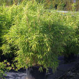 Fargesia murieliae 'Bimbo' - Schirmbambus