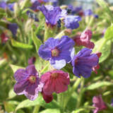 Pulmonaria rubra 'Redstart' - Lungenkraut