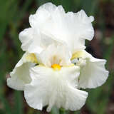 Iris germanica 'Cliffs of Dover' - Hohe Schwertlilie, Iris