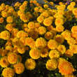 Chrysanthemum kor. 'Copycat': Bild 3/3
