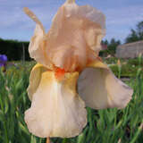 Iris germanica 'Constant Wattez' - Hohe Schwertlilie, Iris