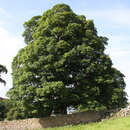 Acer pseudoplatanus - Bergahorn