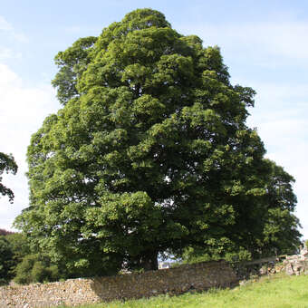 Acer pseudoplatanus