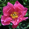 Paeonia lactiflora 'Paula Fay': Bild 1/2