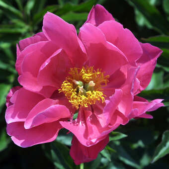 Paeonia lactiflora 'Paula Fay'