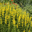 Lysimachia punctata: Bild 3/4