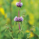 Mentha spicata - Grüne Rossminze