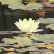 Nymhpaea 'Walter Pagels': Bild 2/6