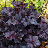 Heuchera 'Obsidian' - Purpurglöckchen