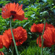 Papaver orientale 'Türkenlouis': Bild 4/6