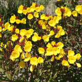 Oenothera fruticosa 'Hohes Licht' - Nachtkerze