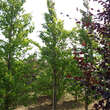 Fagus sylvatica 'Rohan Gold': Bild 1/1