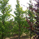Fagus sylvatica 'Rohan Gold' - Goldbuche