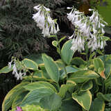 Hosta 'Frances Williams' (H. sieboldiana) - Funkie, Herzlilie