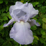 Iris germanica 'Blue Sapphire' - Hohe Schwertlilie, Iris