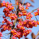 Euonymus europaeus - Pfarrerkapperl