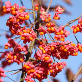 Euonymus europaeus - Pfarrerkapperl