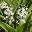 Speirantha convallarioides': Bild 1/1