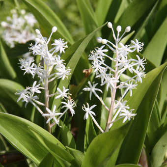 Speirantha convallarioides'