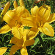 Hemerocallis 'Cartwheels': Bild 5/6