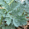 Dicentra 'Ivory Hearts': Bild 5/5