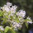 Chionanthus retusus: Bild 2/13