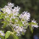 Chionanthus retusus - China-Schneeflockenstrauch