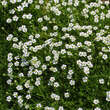 Sagina subulata: Bild 1/6