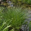 Carex riparia - Ufersegge