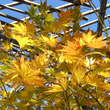 Acer palmatum 'Mirte': Bild 5/5