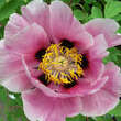 Paeonia rockii: Bild 1/5