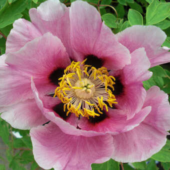 Paeonia rockii