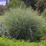 Miscanthus sinensis 'Morning Light' - Chinaschilf