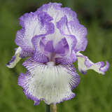 Iris germanica 'Autumn Circus' - Hohe Schwertlilie, Iris
