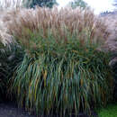 Miscanthus sinensis 'Malepartus' - Chinaschilf