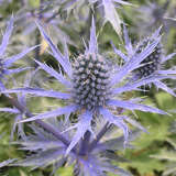 Eryngium 'Big Blue' - Edeldistel