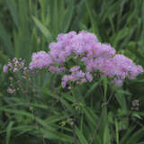 Thalictrum aquilegifolium - Wiesenraute