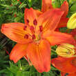 Lilium 'Petit Saigon': Bild 1/3