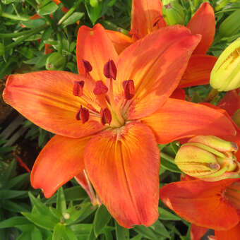 Lilium 'Petit Saigon'