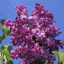 Syringa vulgaris 'Katherine Havemeyer' - Edelflieder - gefülltblühend